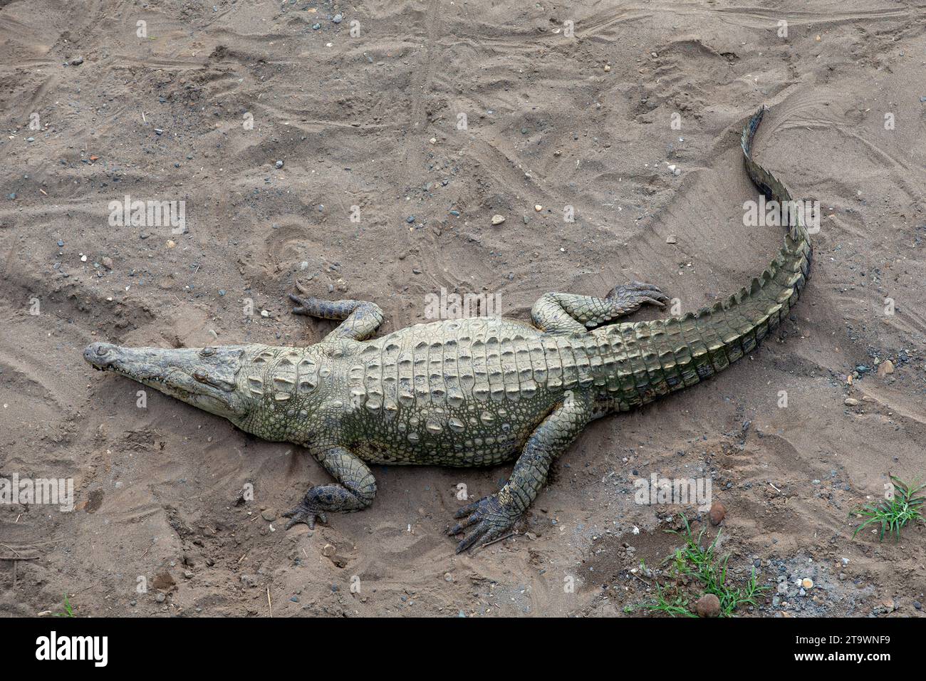 Crocodile resting in the sand under Costa Rica's famous Crocodile