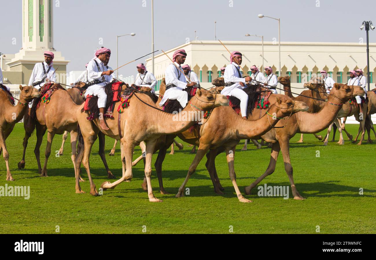 Qatar, Doha, camel cavalry, arabian camels, dromedary, people Stock
