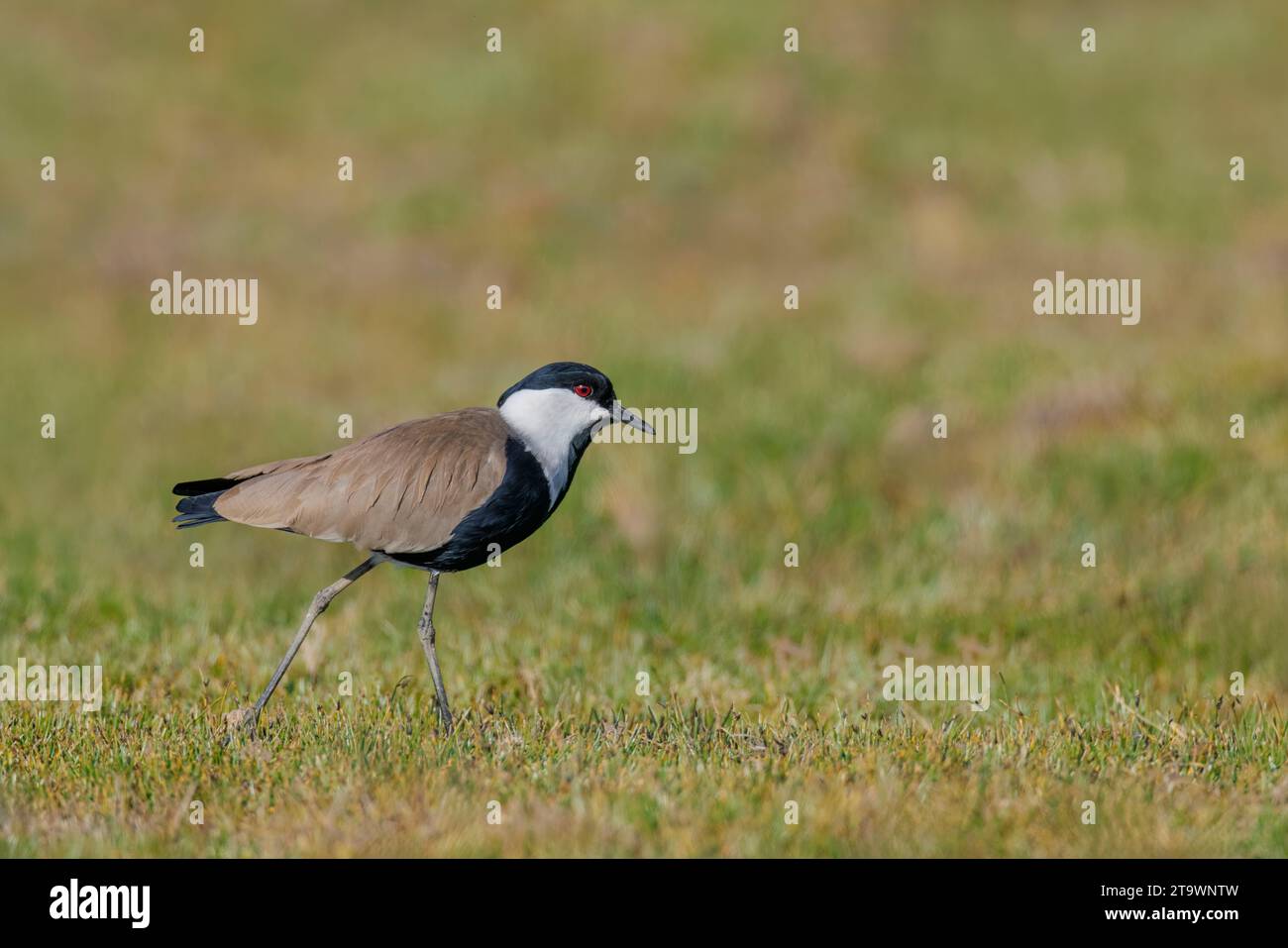 Spur-winged Lapwing (Vanellus spinosus) foraging in Cyprus Stock Photo ...