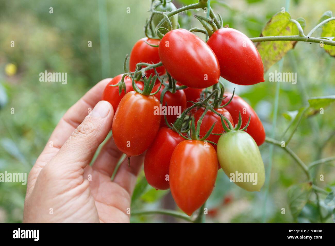Woman's holding tomato brunch in the bush in the garden Stock Photo - Alamy