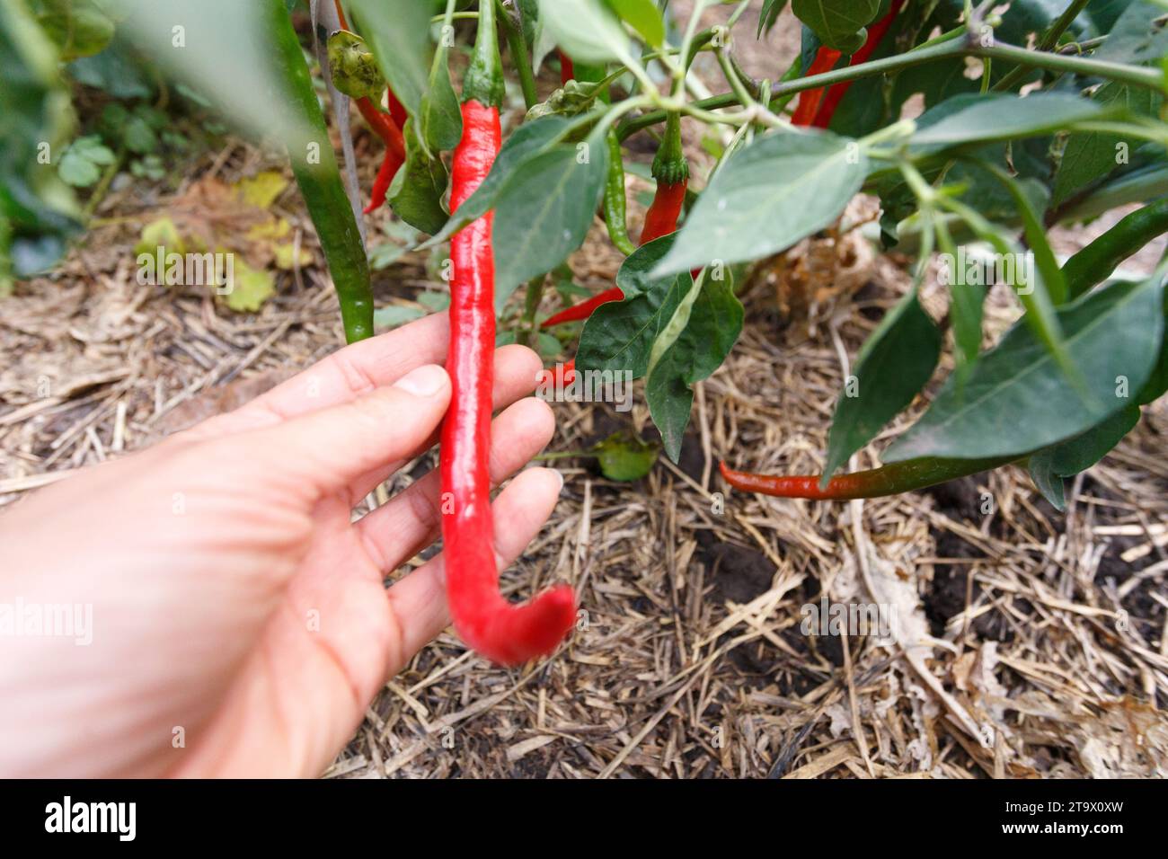 Hot pepper garden hi-res stock photography and images - Alamy