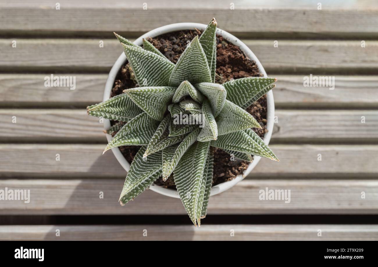 Top view of Haworthia limifolia (Spider White) with green base, and a unique pattern of white in ceramic pot. is a unique evergreen succulent plant, H Stock Photo