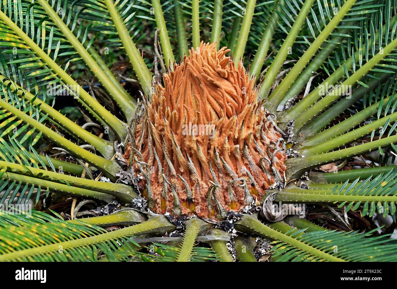 Sago palm new leaves (Cycas revoluta), Teresopolis, Rio de Janeiro, Brazil Stock Photo