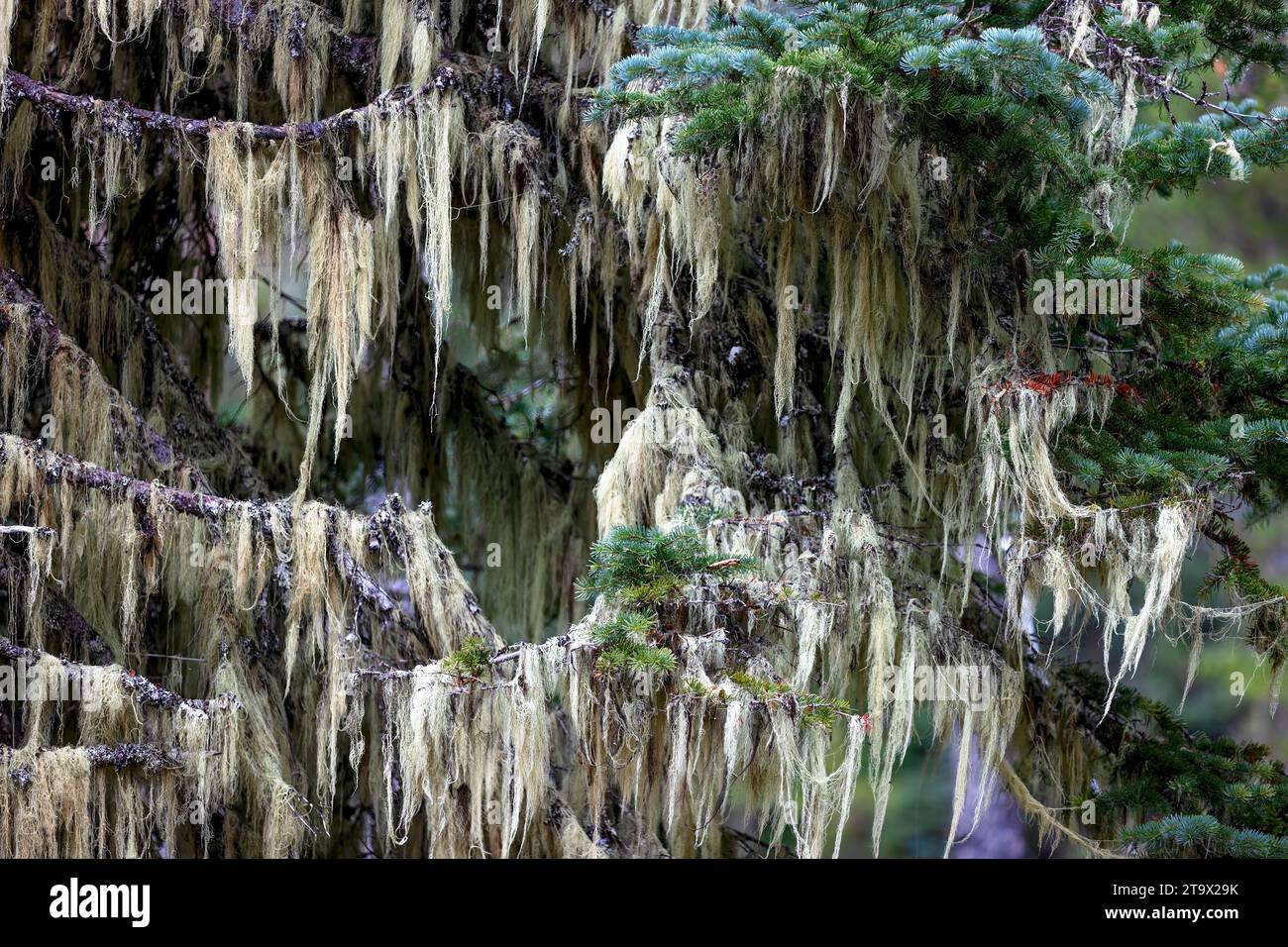 Moss hangs like icecycles from a fir tree along McKenzie Pass in Oregon, USA Stock Photo