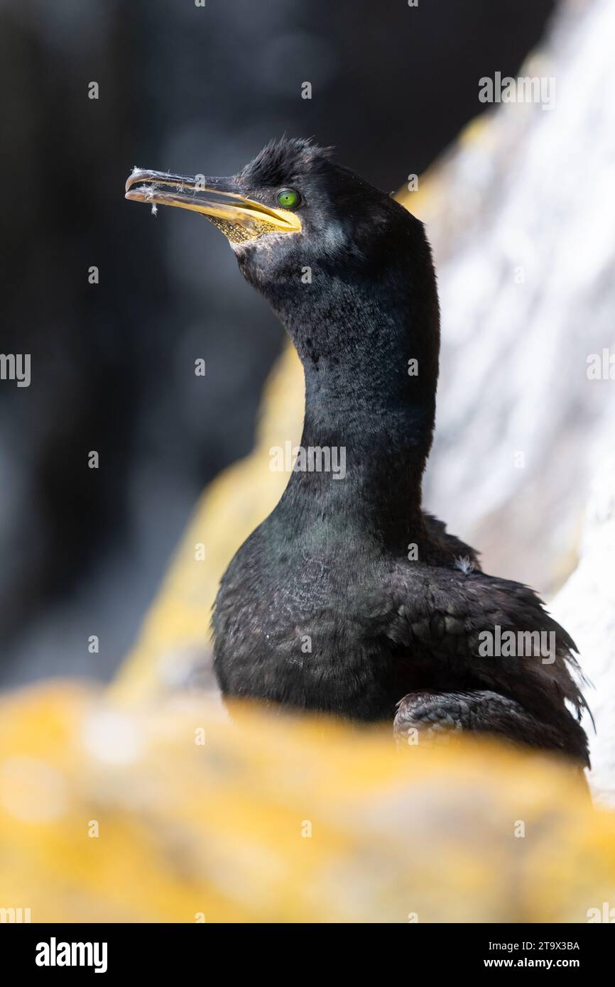 European or common shag (Phalacrocorax aristotelis) Isle of May, Fife, Scotland, UK Stock Photo