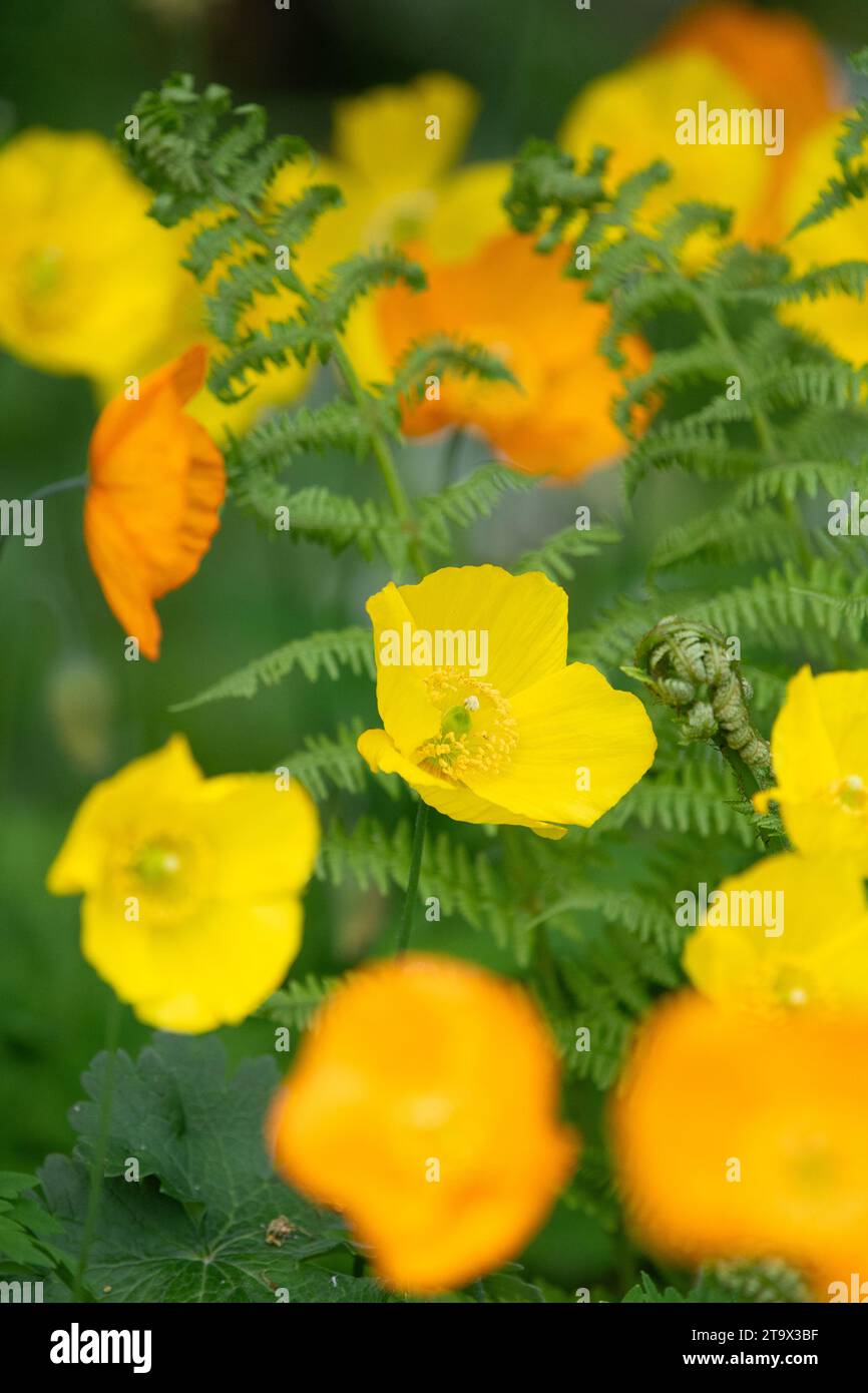 Welsh Poppies and ferns Stock Photo