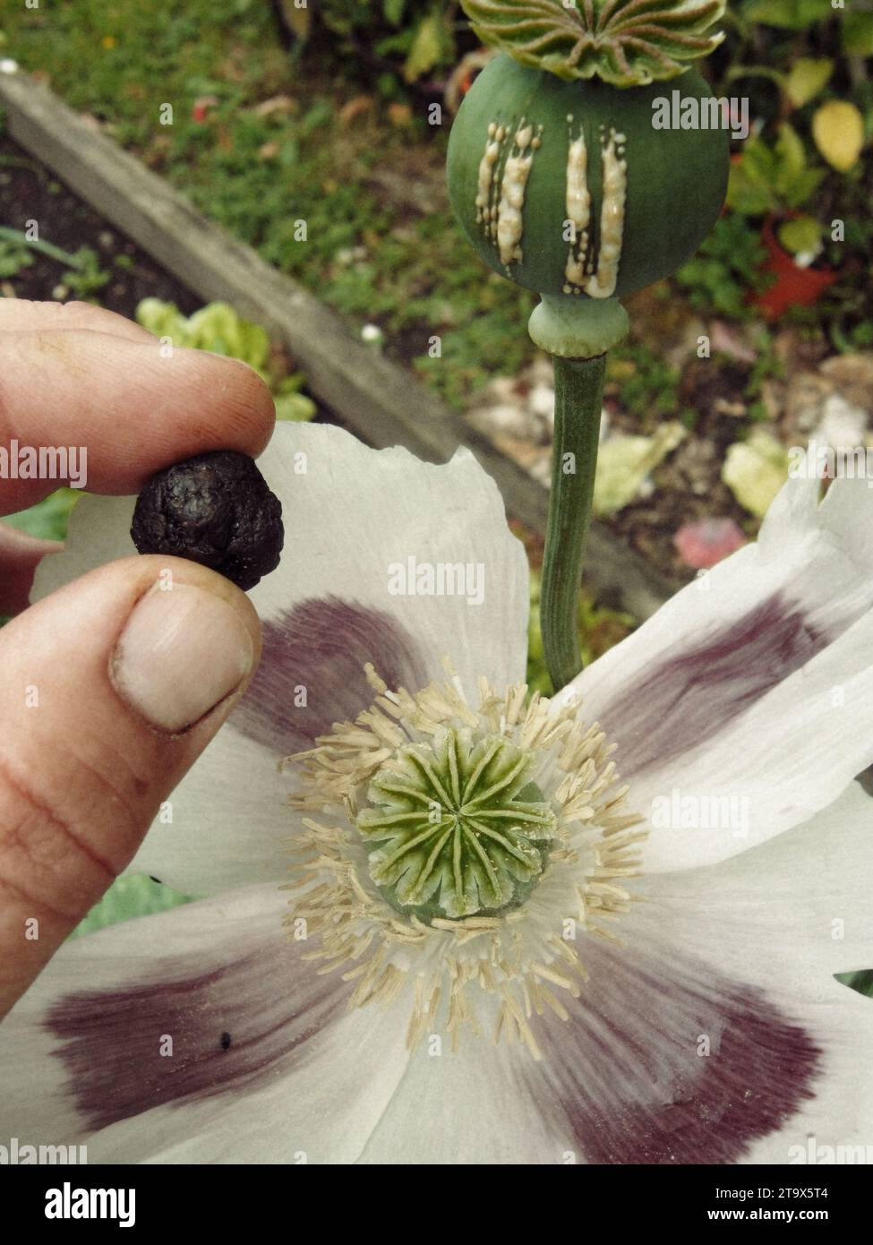 OPIUM POPPY - HARVESTING OPIUM Stock Photo