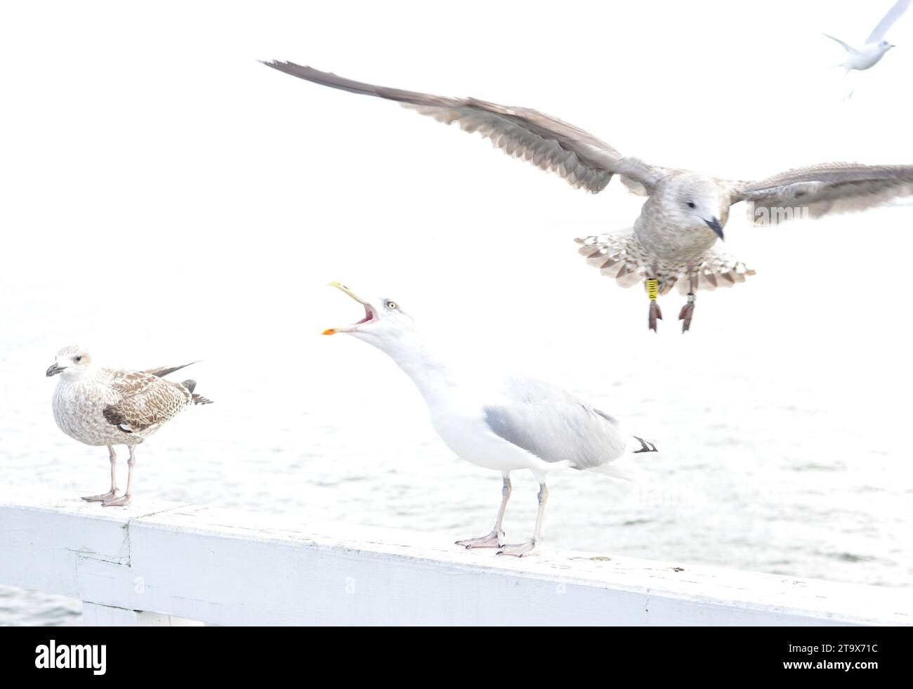 High key exposure of tagged juvenile European Herring Gulls Larus argentatus in first winter