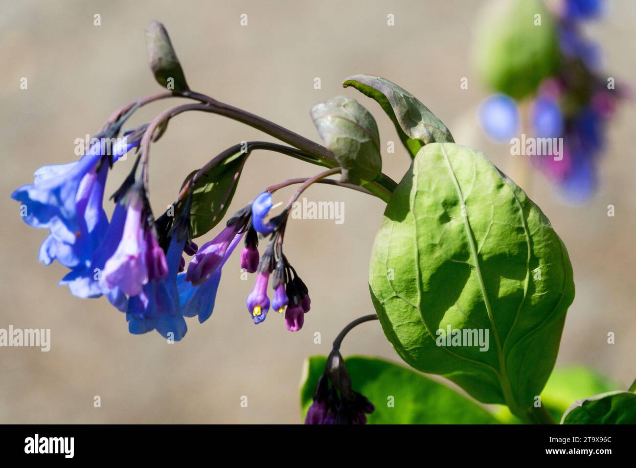 Blue, Mertensia, Flower, Plant, April, Blooming, Flowers, Mertensia virginica, Spring, flowering, Perennial, Season, Springtime, Tree Lungwort, Virginia Bluebells Stock Photo