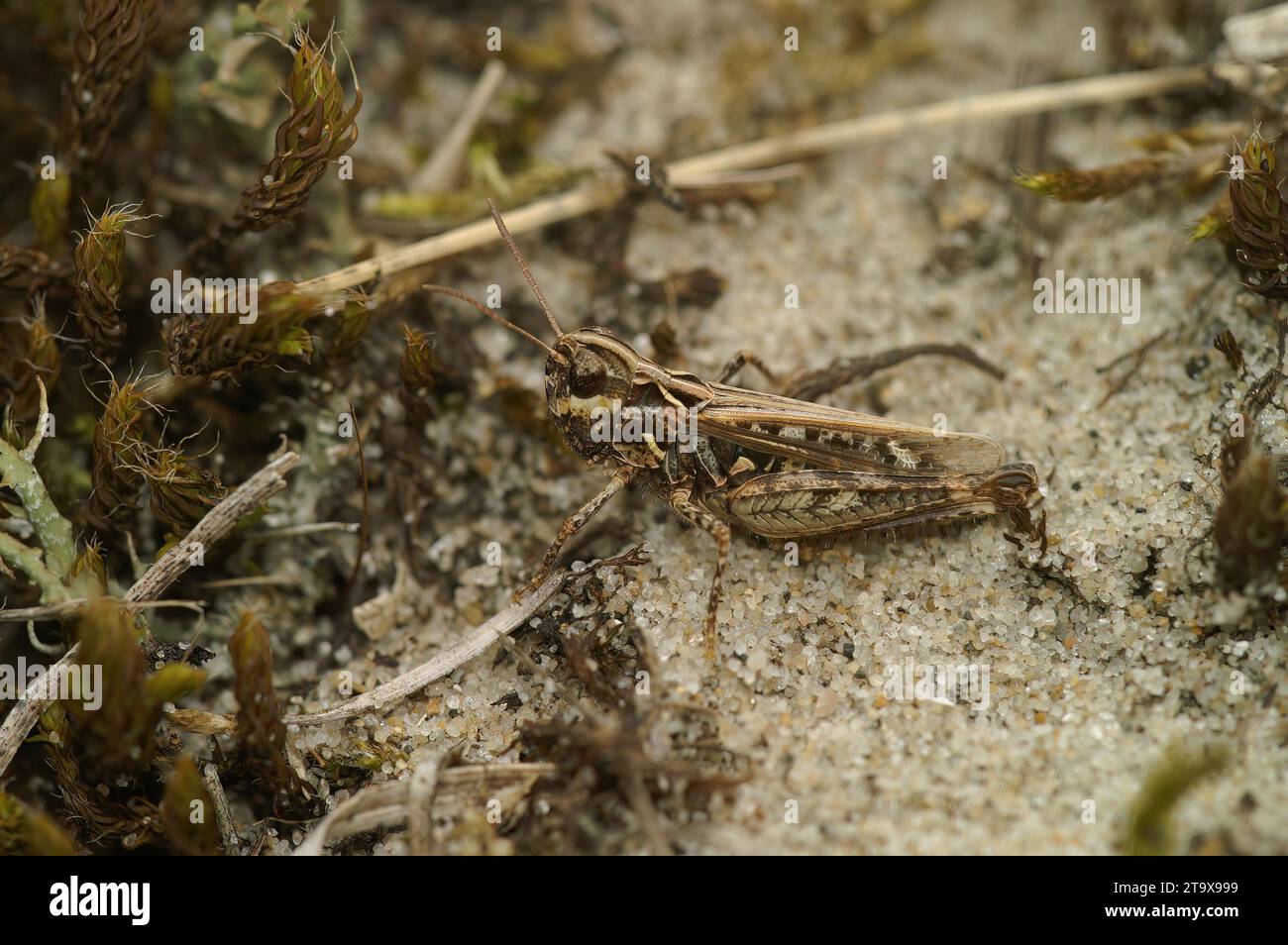 Closeup on the mottled grasshopper. Myrmeleotettix maculatus sitting on the ground Stock Photo