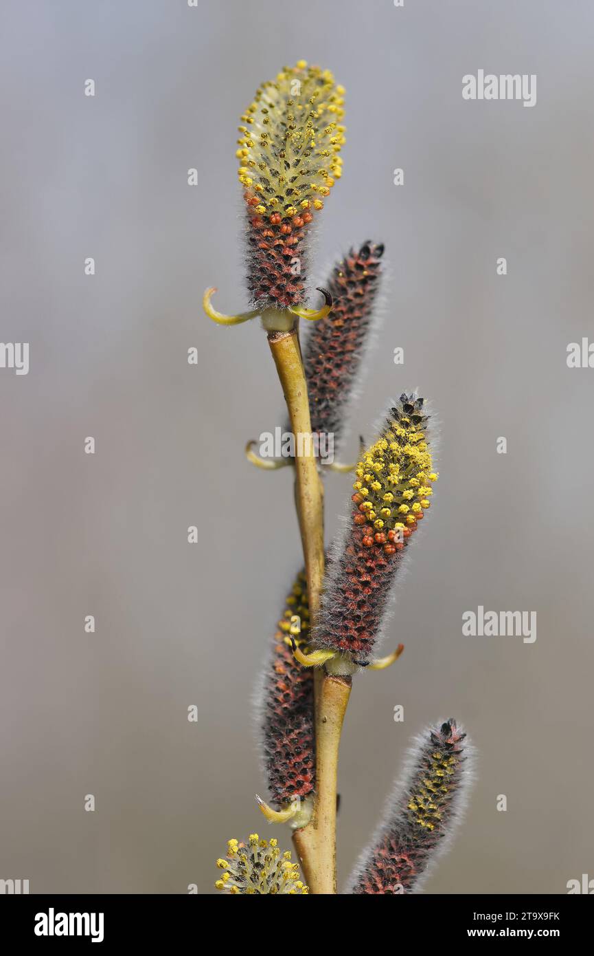 Natural vertical closeup on the yellow red colored catkins from the springtime blossoming Purple Willow, Salix purpurea Stock Photo