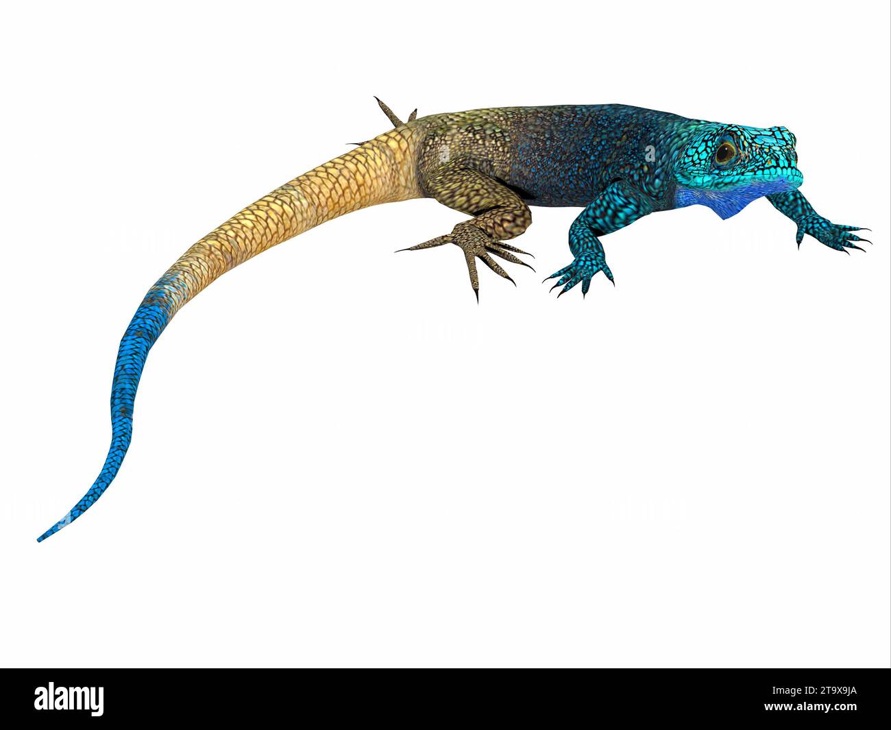 Black-Necked Agama - This cold blooded male lizard is a small predator that lives in Africa. Stock Photo