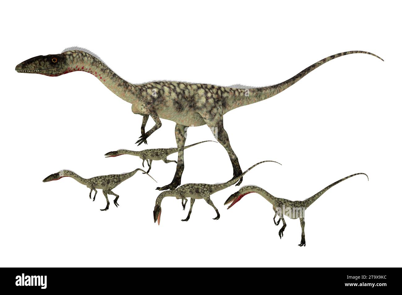 Coelophysis was a bipedal predatory dinosaur that lived during the Triassic Period of North America. Stock Photo