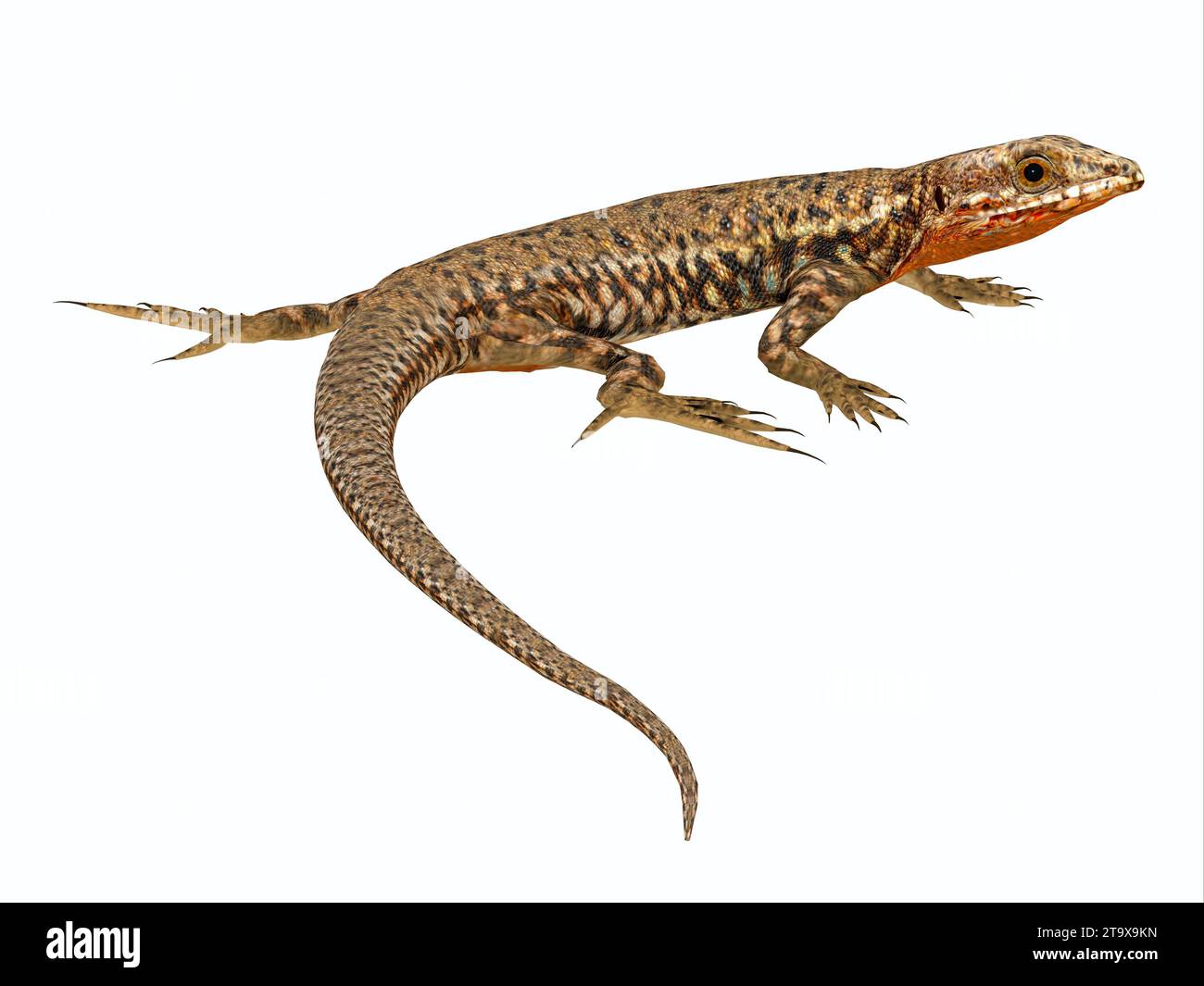 The Common Orange Wall lizard lives in Europe and North America and is a carnivore. Stock Photo