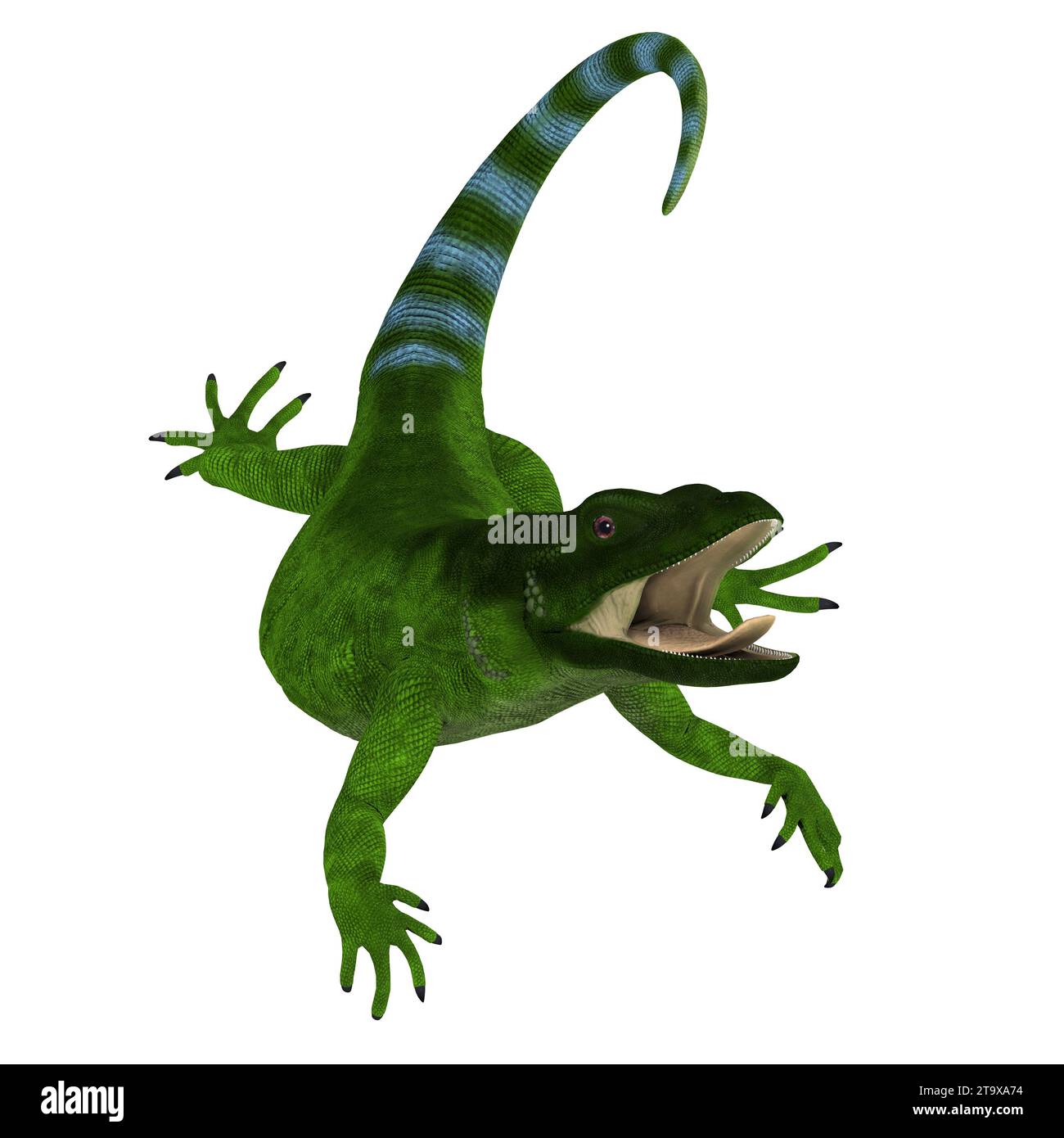 dimorphic-species-cut-out-stock-images-pictures-alamy