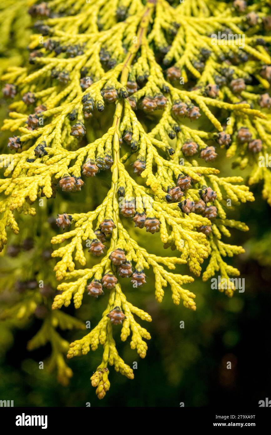 Chamaecyparis, Leaves, bright, gold, Chamaecyparis lawsoniana 'Ivonne' Stock Photo