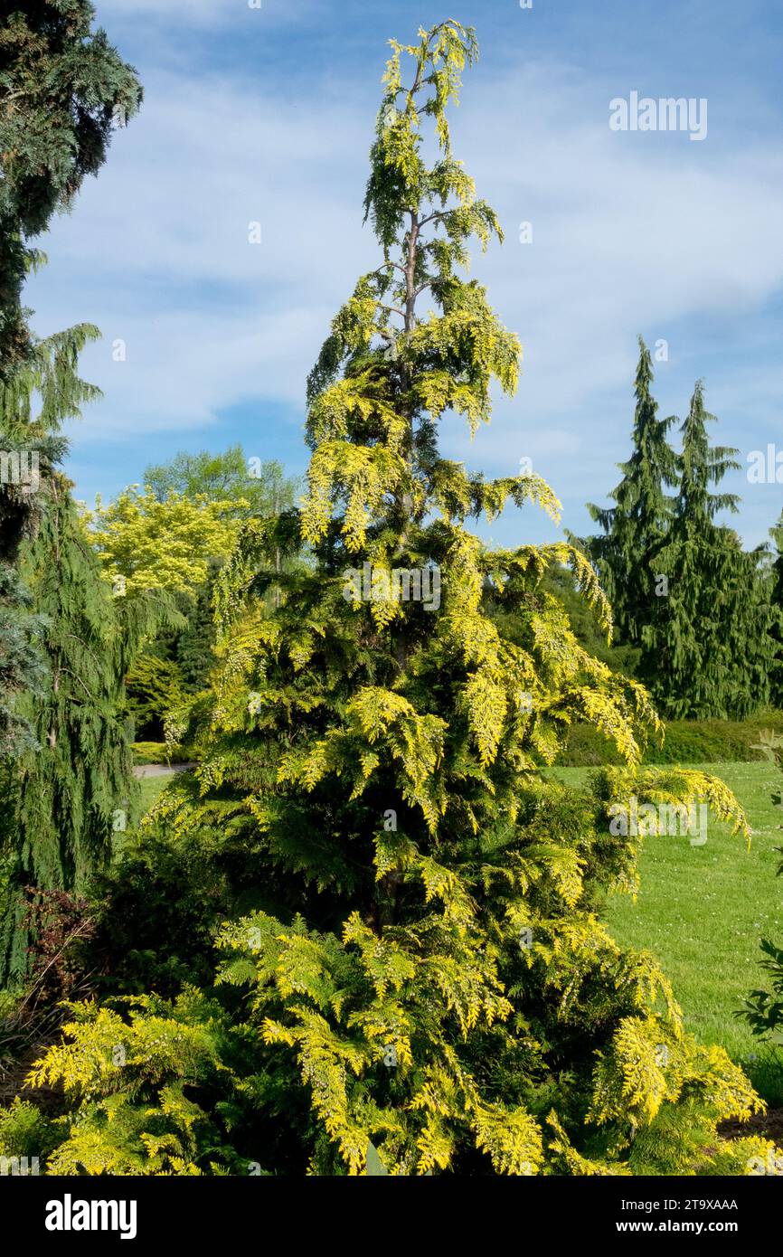 Chamaecyparis Tree Chamaecyparis Lawsoniana Ivonne Lawson False Chamaecyparis Tree Chamaecyparis Lawsoniana Ivonne Lawson False
