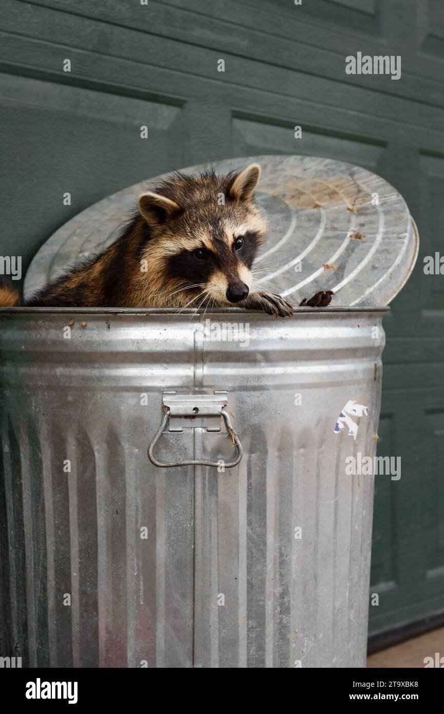 Raccoon (Procyon lotor) Looks Back Over Rim of Garbage Can - captive animal Stock Photo