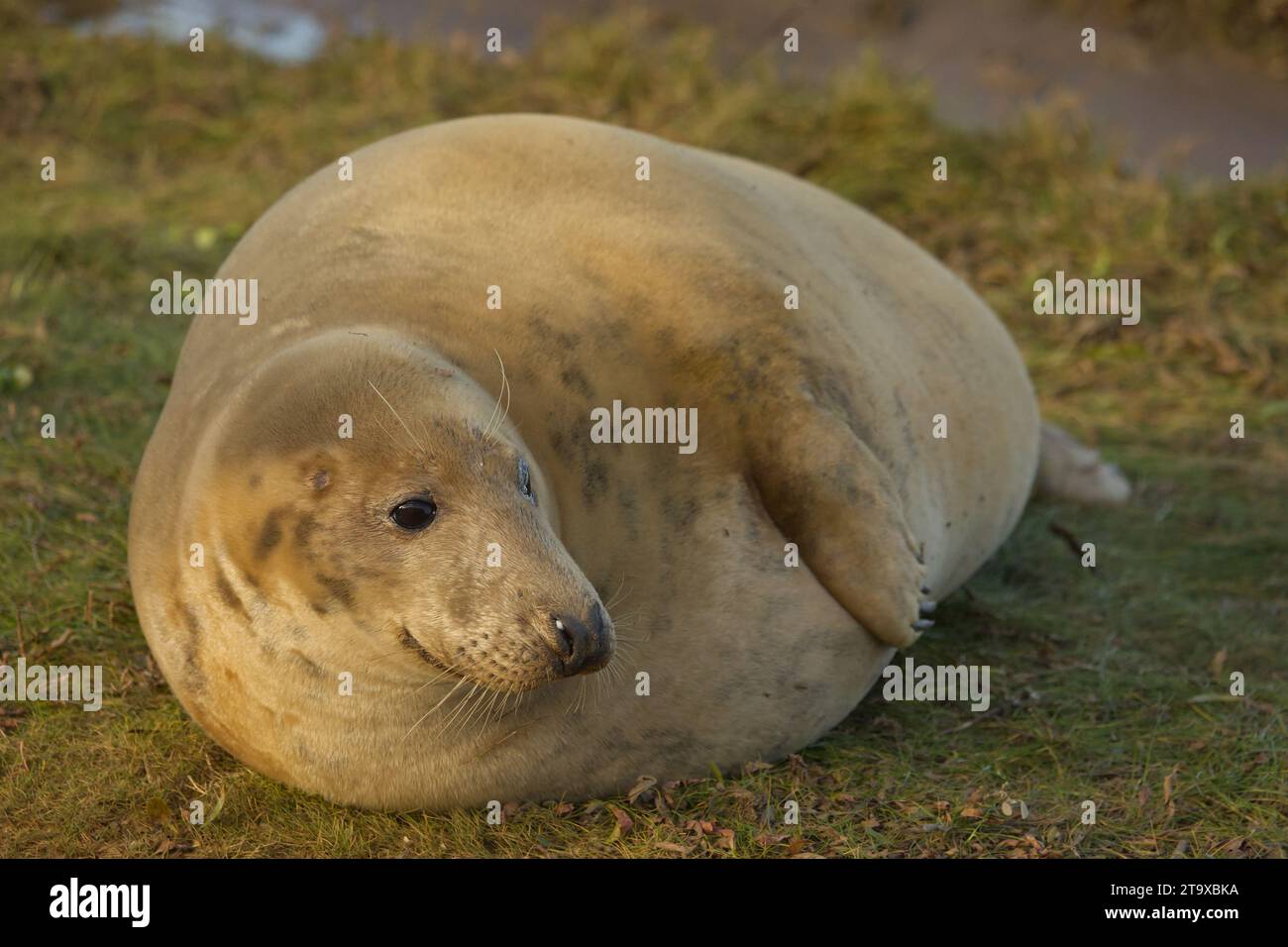 Pregnant grey seal cow waiting to give birth in sand dunes Stock Photo