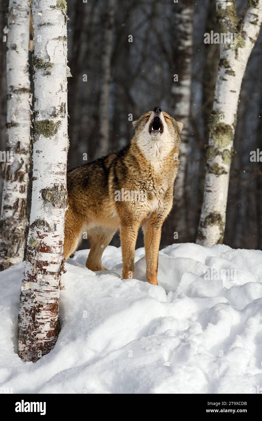 Coyote (Canis latrans) Howling Nose Up Face Forward Next to Birch Winter - captive animal Stock Photo