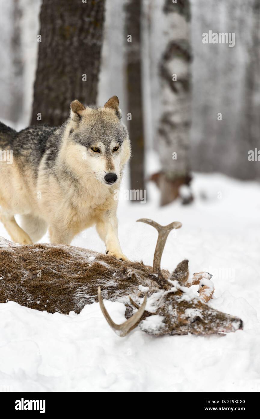 Grey wolf tail up hi-res stock photography and images - Alamy