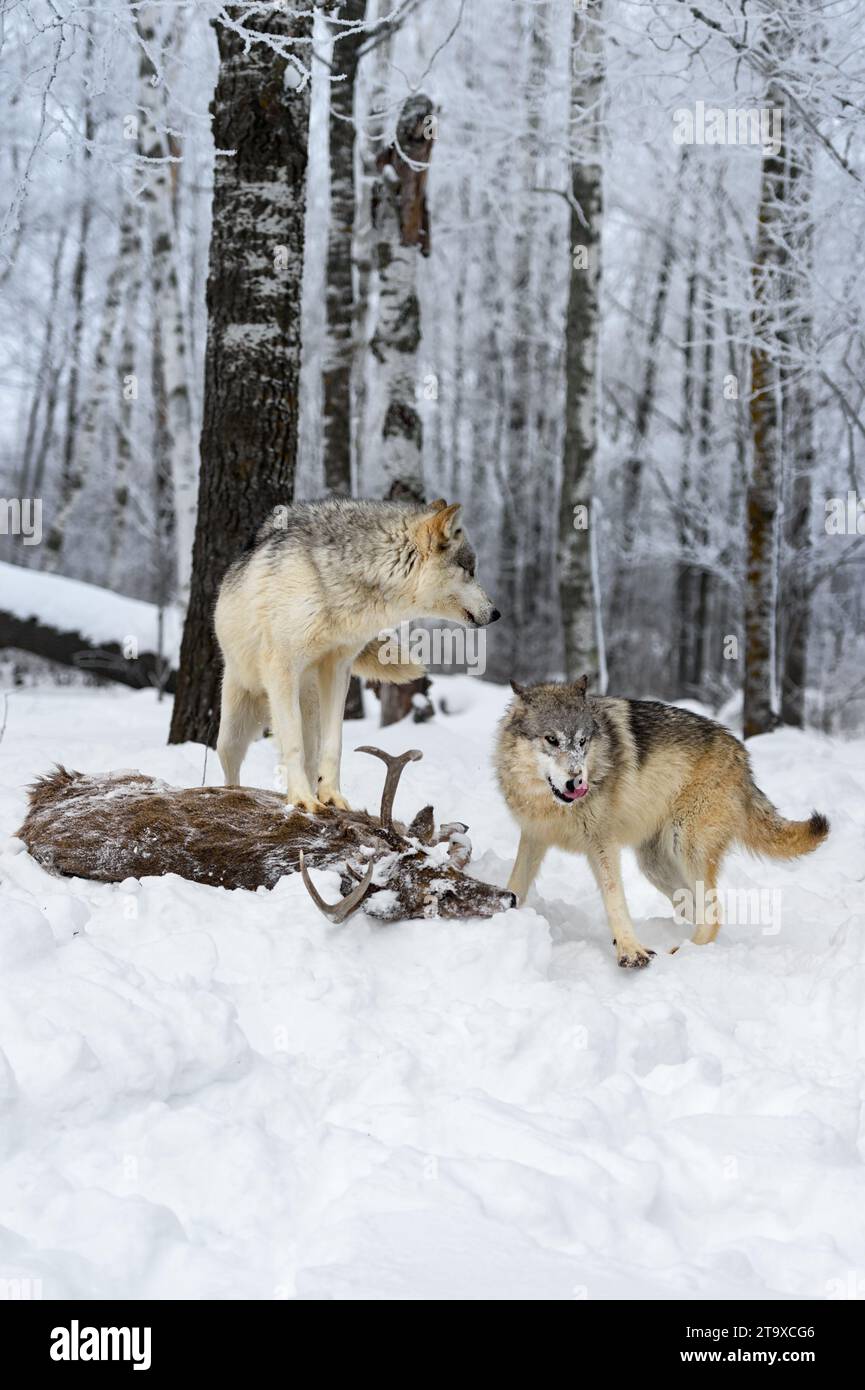 Grey Wolf (Canis lupus) Looks at Packmate Licking Nose Winter - captive animals Stock Photo