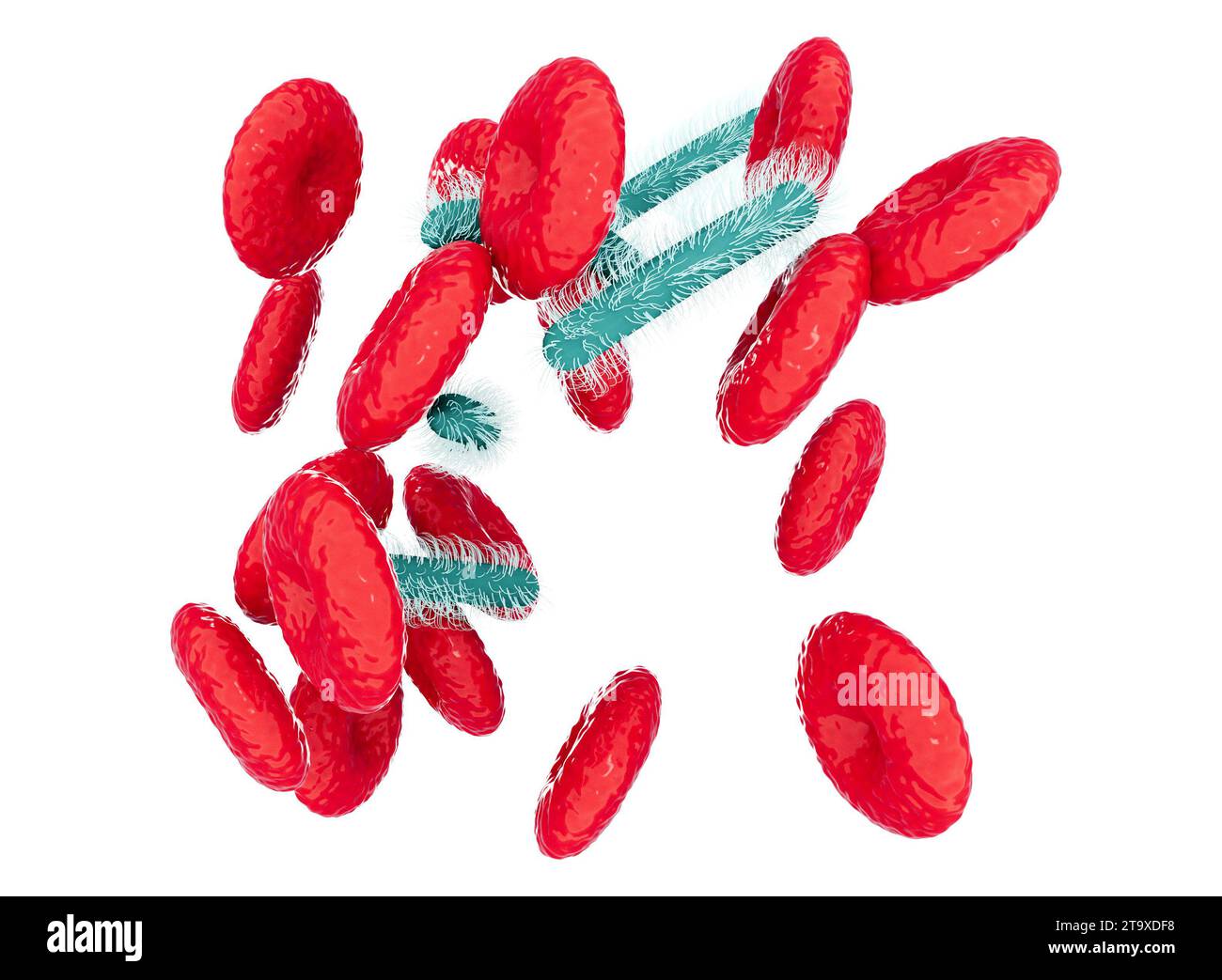 Blood flow, vein and red blood cells and sepsis. It is a potentially