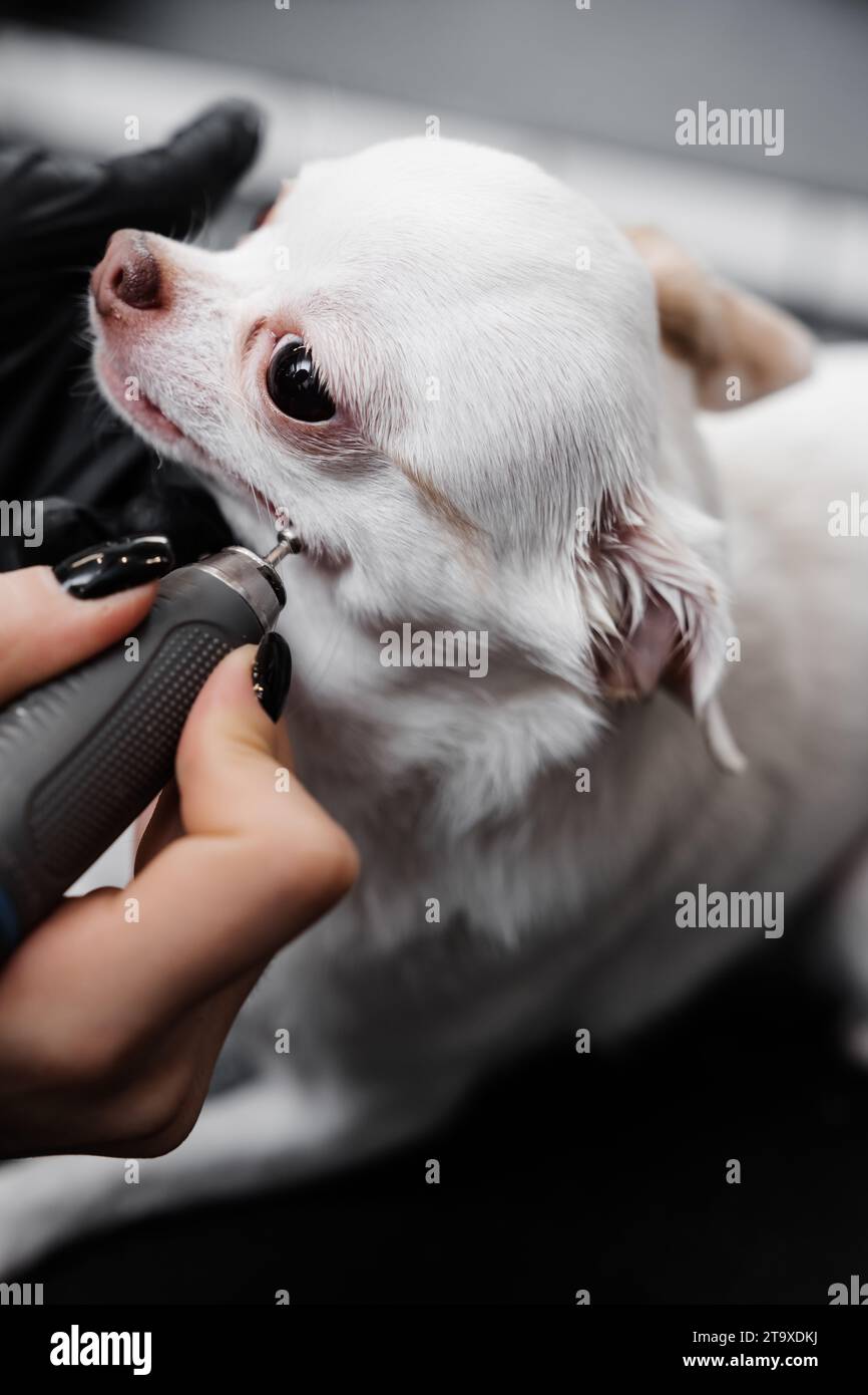 Brushing the teeth of a chihuahua in a grooming salon Stock Photo Alamy