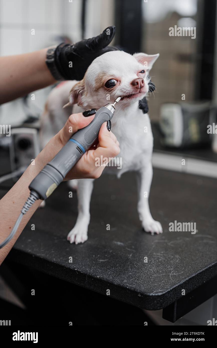 Brushing the teeth of a chihuahua in a grooming salon Stock Photo Alamy