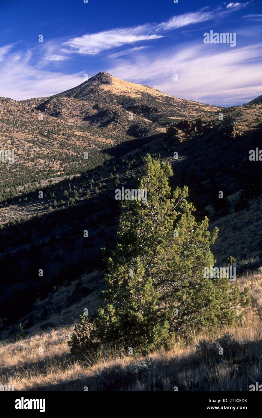 Western juniper (Juniperus occidentalis) in Sherwood Canyon, Smith Rock State Park, Oregon Stock Photo