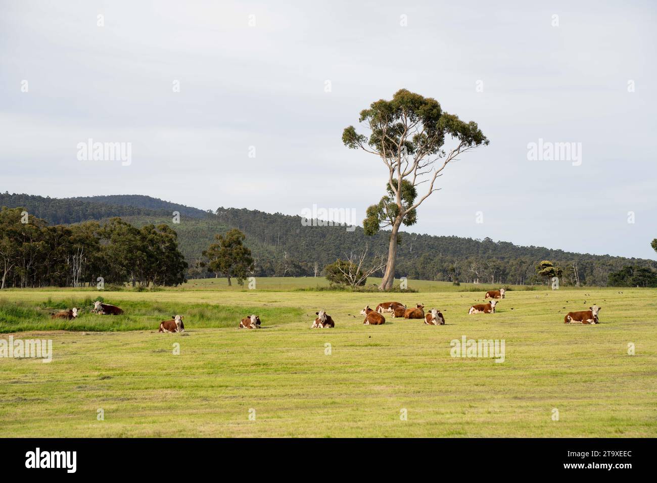 Cows and Cattle grazing in Australia Stock Photo - Alamy