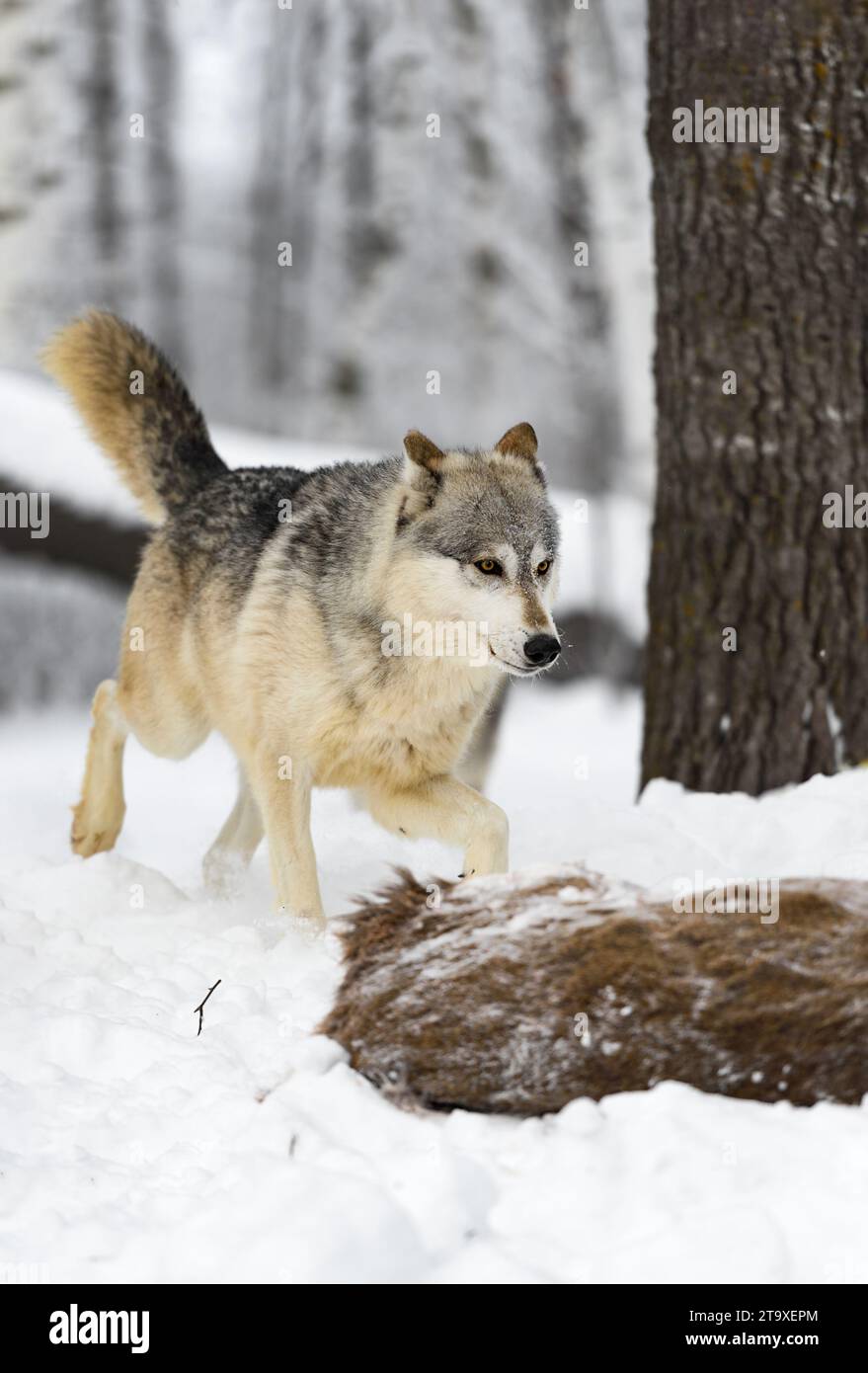 Grey wolf tail up hi-res stock photography and images - Alamy