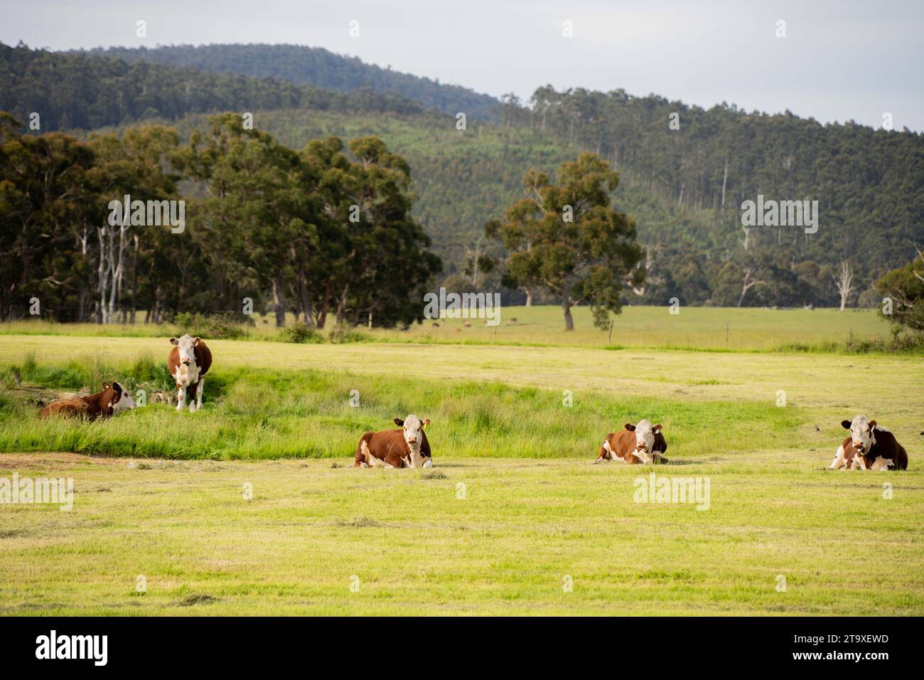 Cows and Cattle grazing in Australia Stock Photo - Alamy