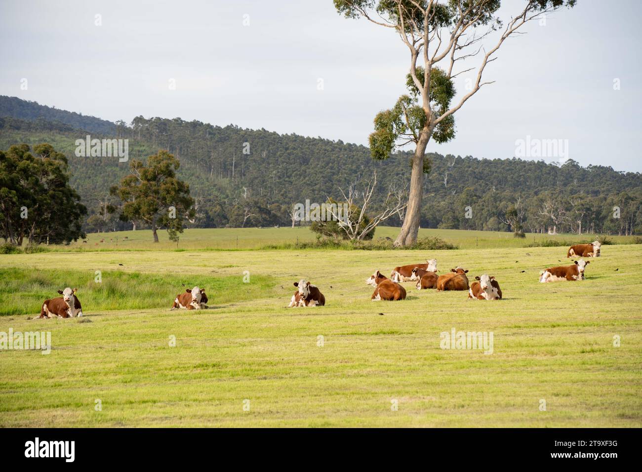 Dairy shorthorn cattle hi-res stock photography and images - Alamy