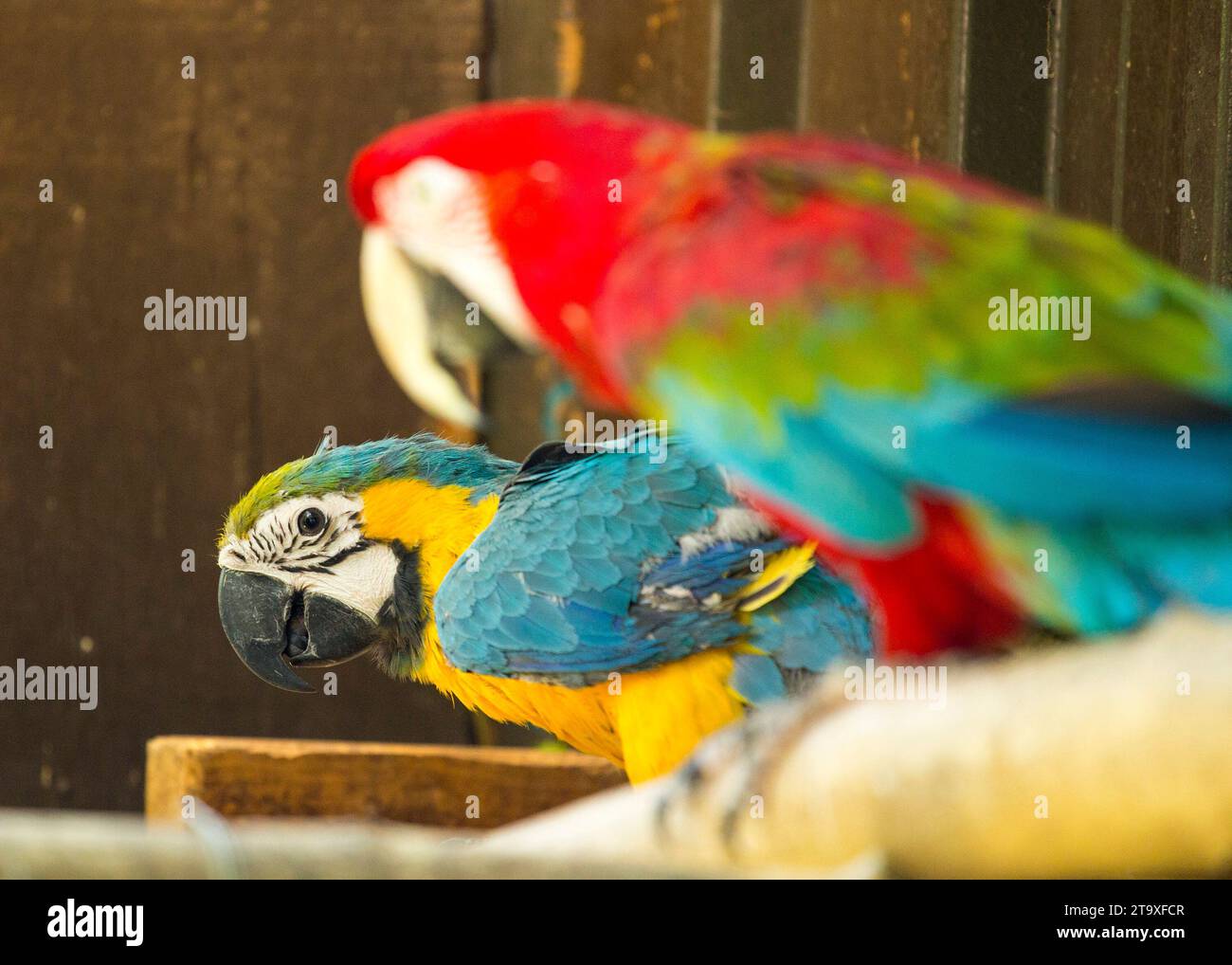 Curated visual reference: Visual Reference: Immerse Yourself In The Tropical Splendor Of The Blue And