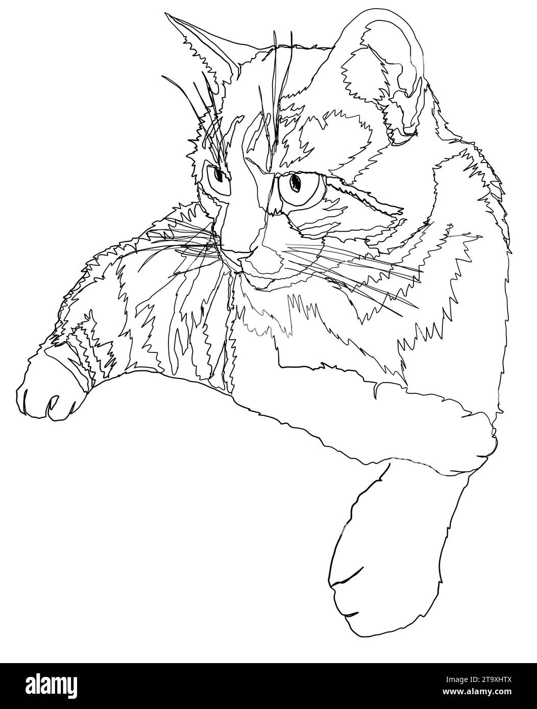 cat-line-drawing-illustration-on-white-background-stock-photo-alamy