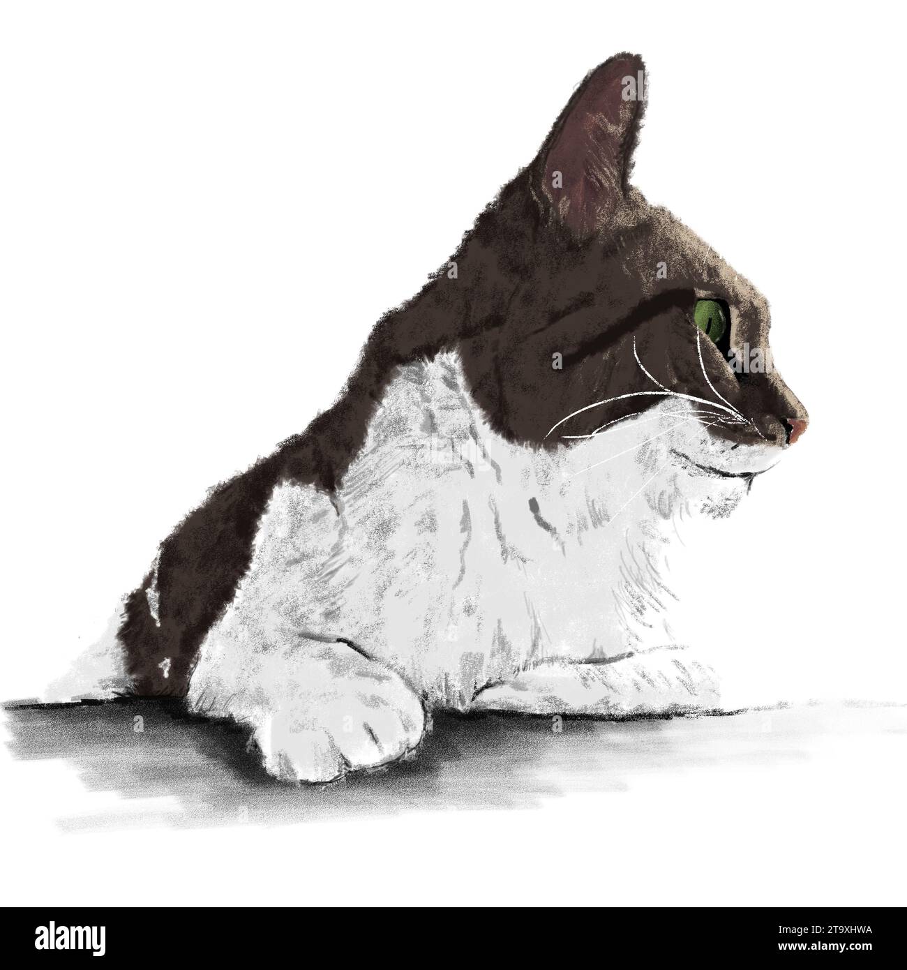 Cat Looking To The Side