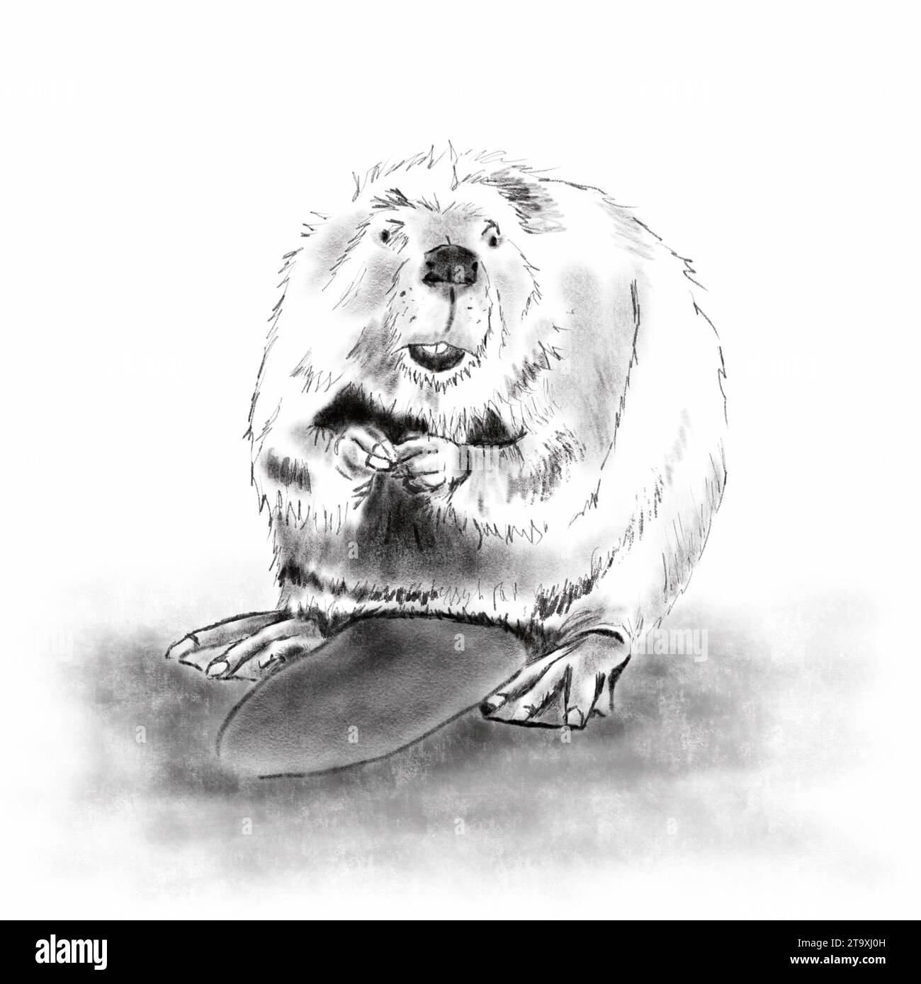 Black and white beaver charcoal digital illustration Stock Photo