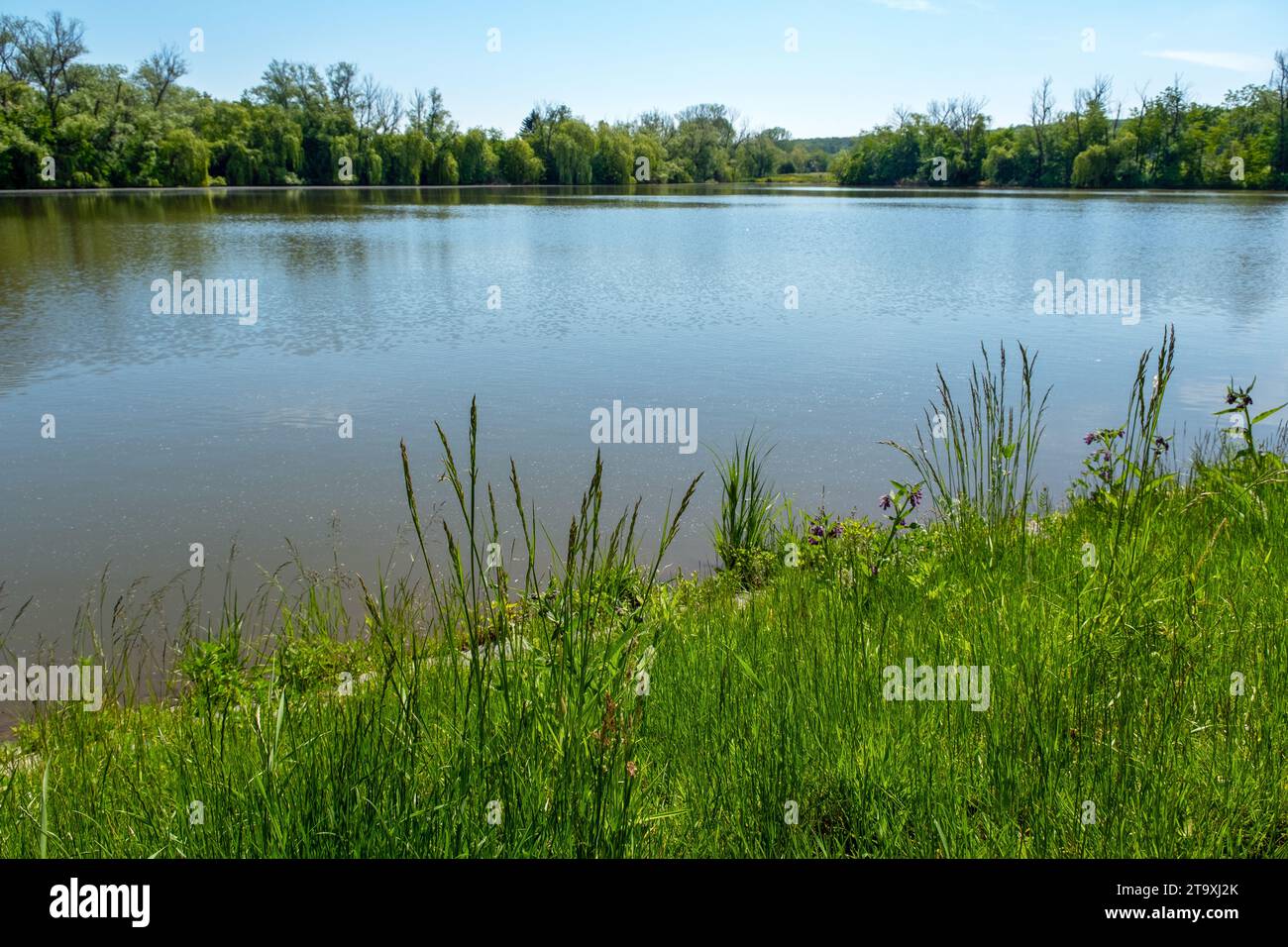 sunlit landscape around the pond, plants and trees around the lake Stock Photo