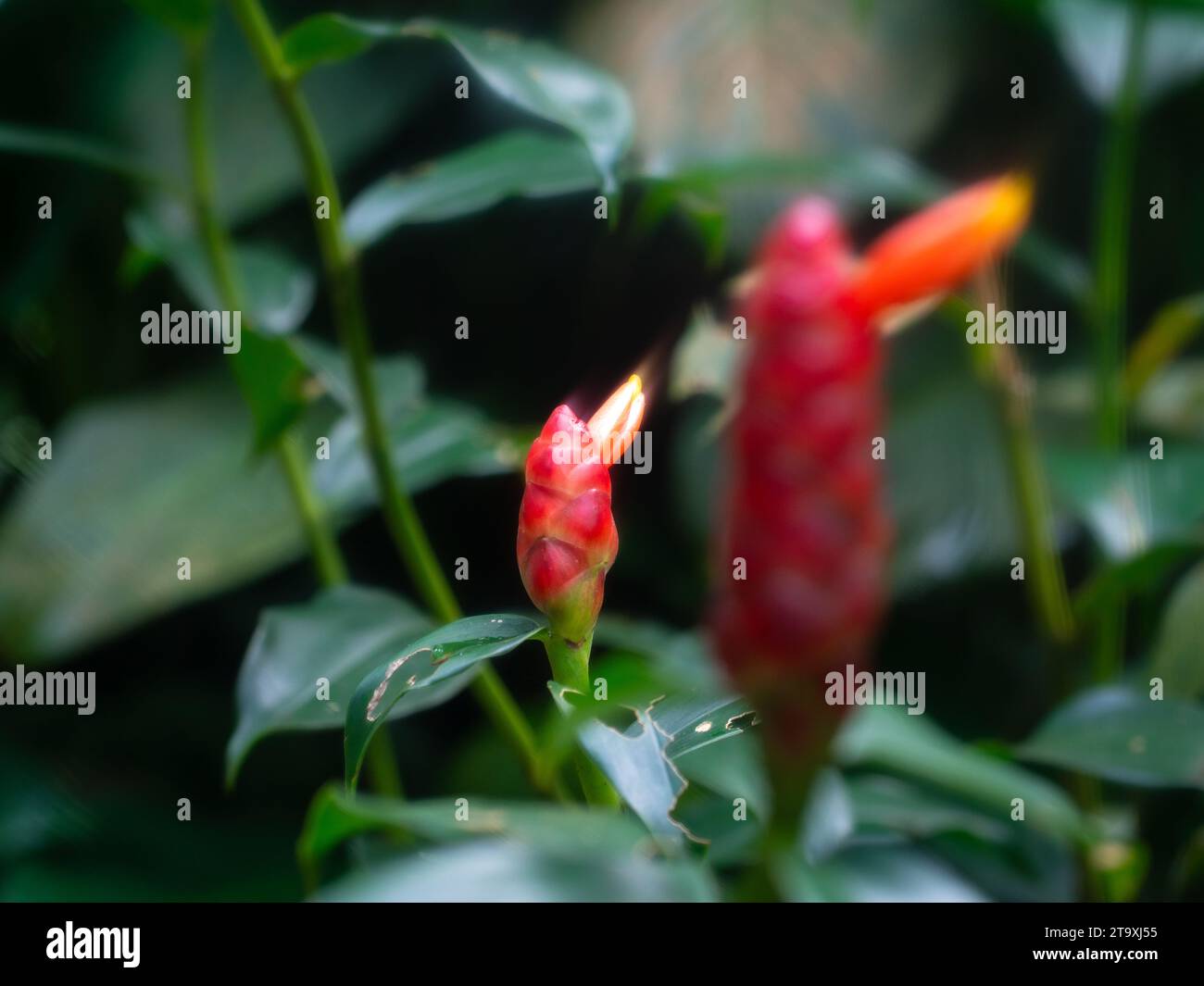 Red button ginger plant soft focus stock photo alamy