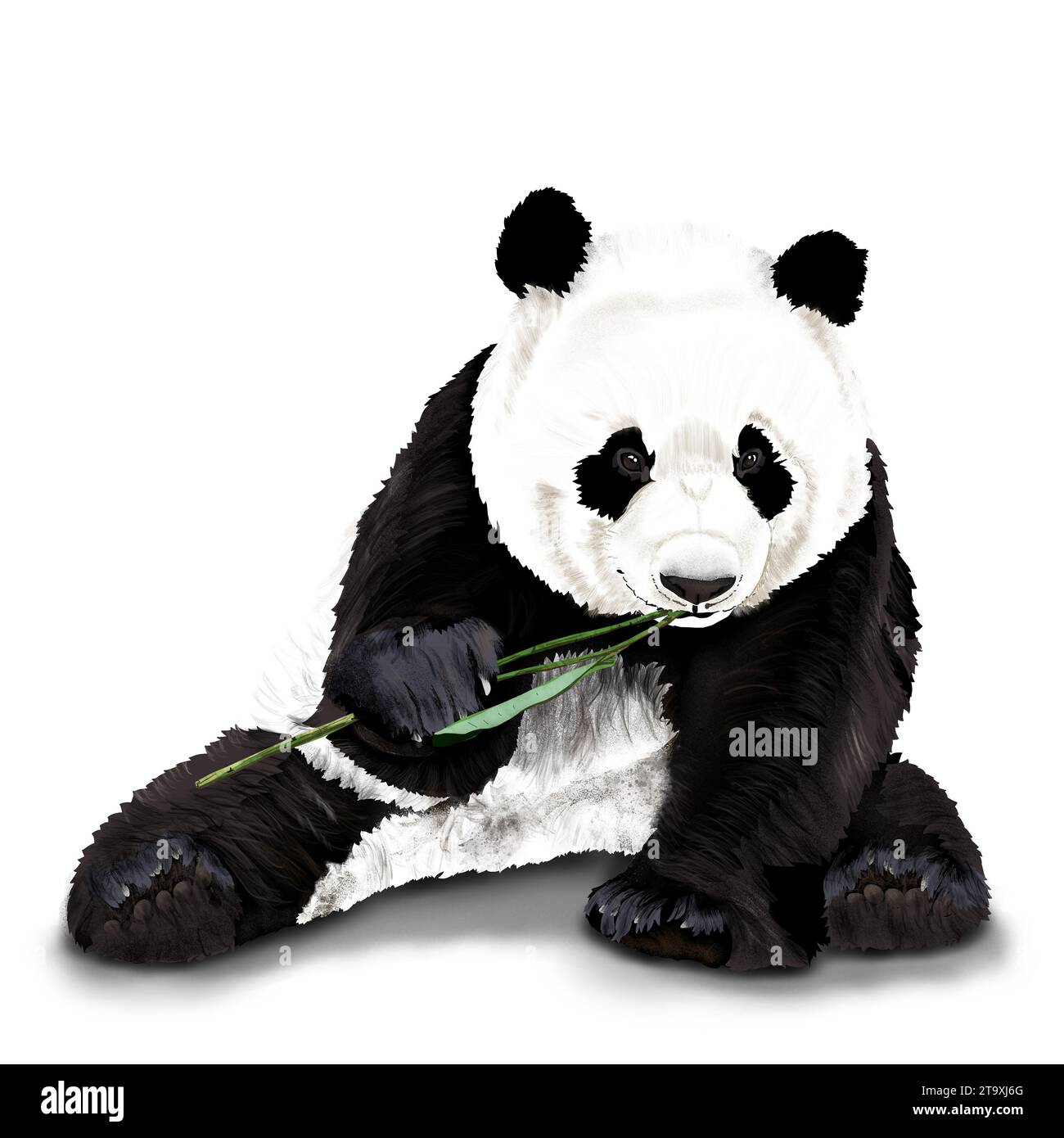 Adorable panda eating bamboo while sitting on white background ...