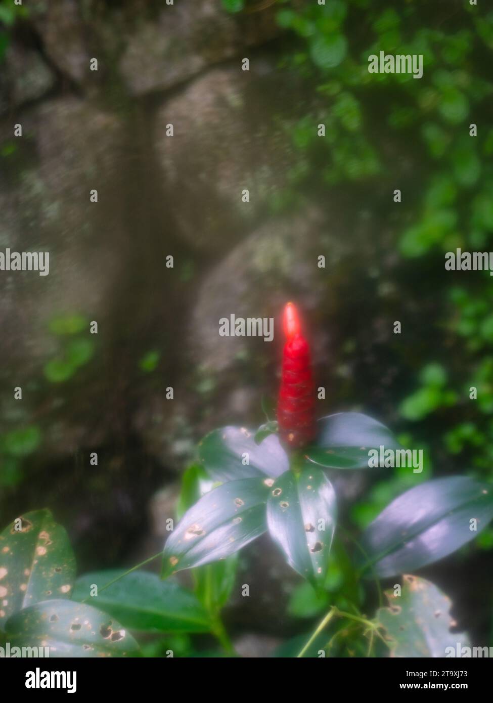 Red button ginger plant against rock wall soft focus copy space stock