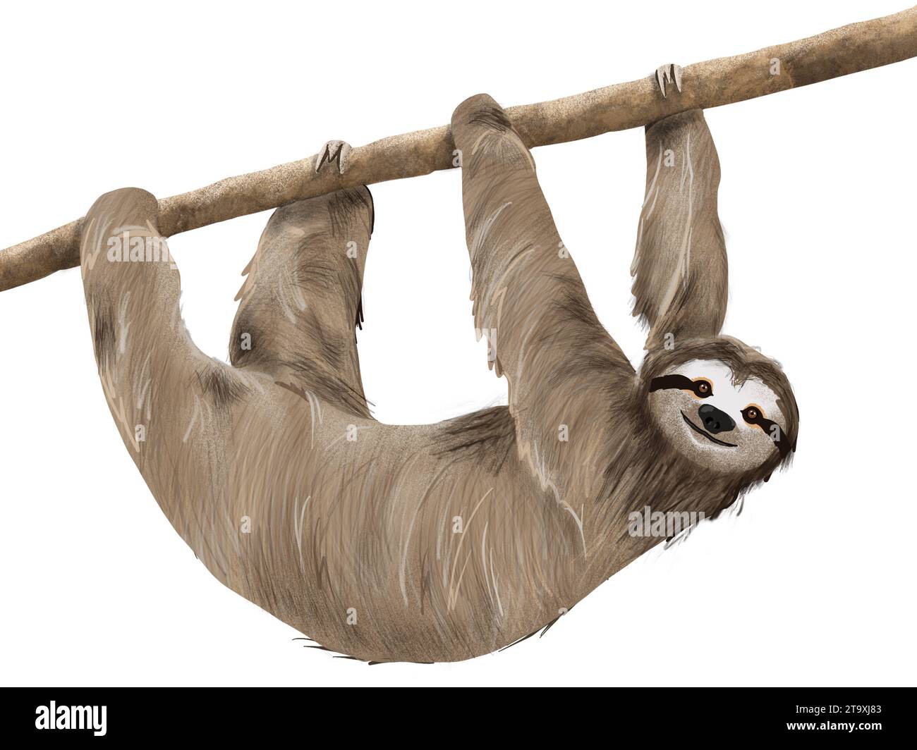 Cute sloth hanging from a branch on white background illustration Stock Photo