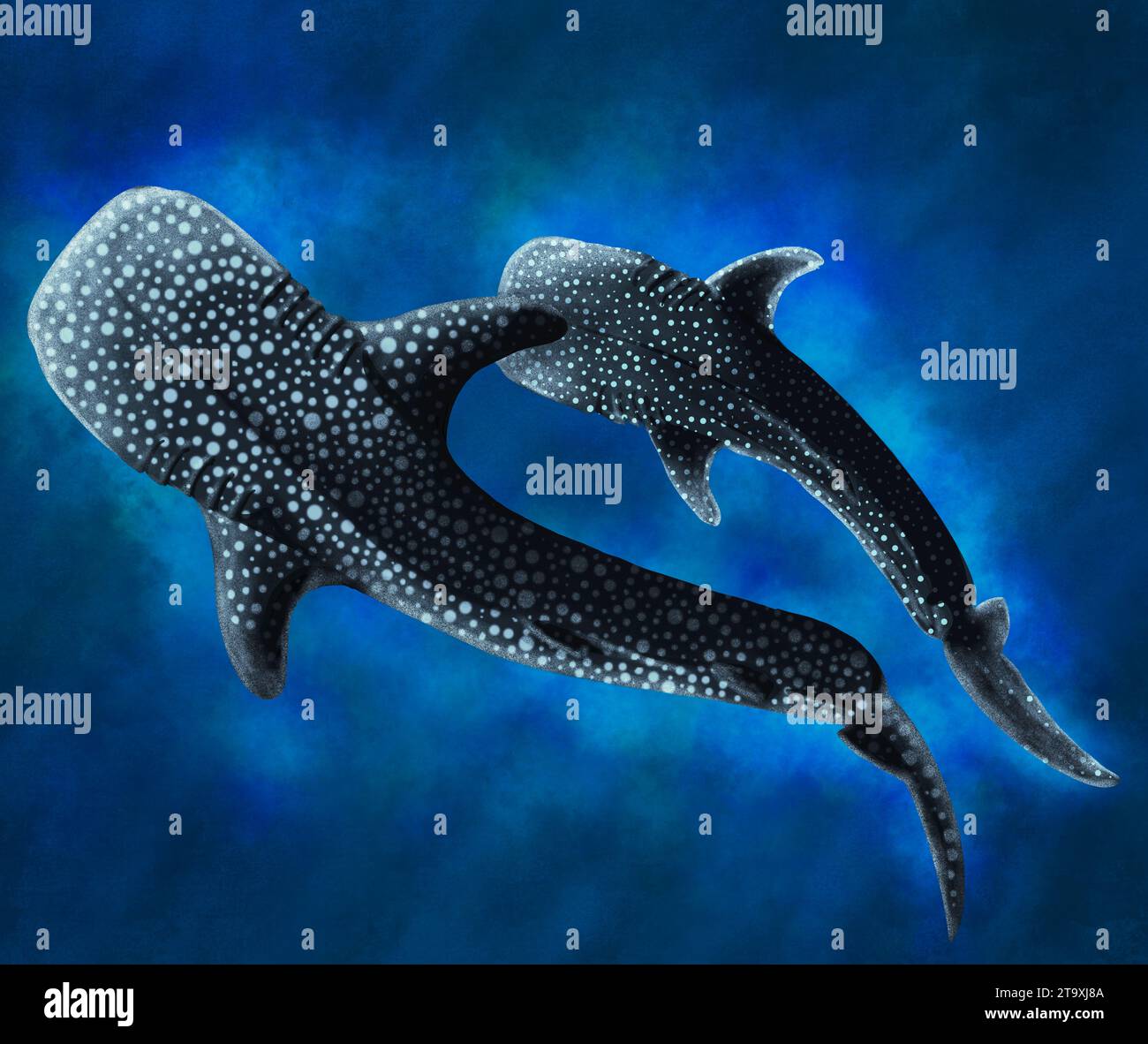 Whale shark with pup swimming illustration Stock Photo - Alamy
