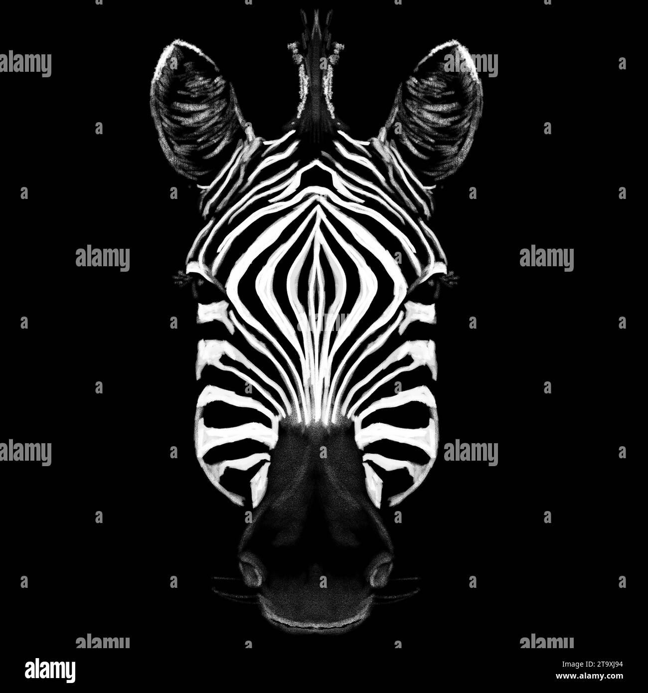 Zebra head on a black background illustration Stock Photo - Alamy