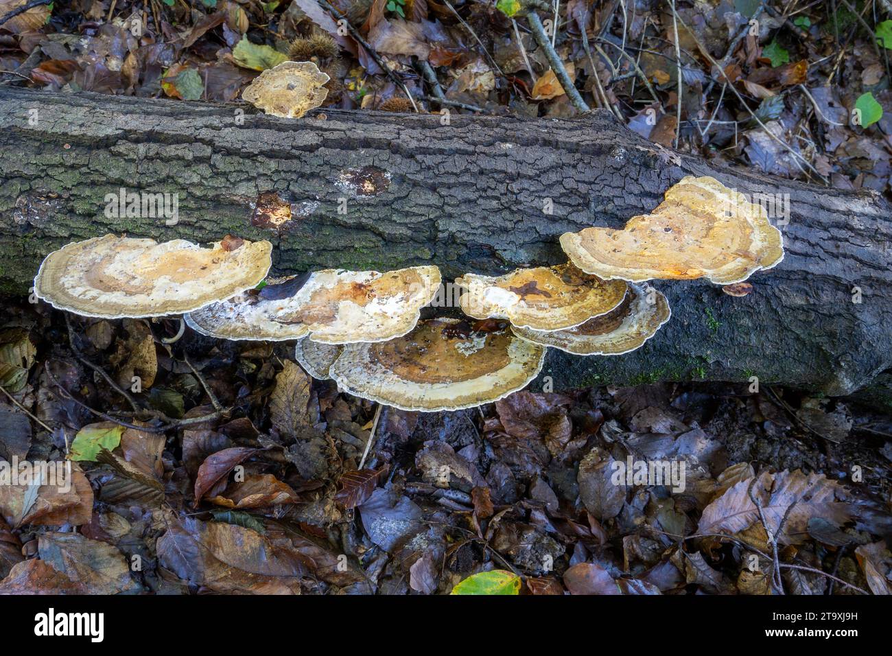 Daedaleopsis confragosa growing on a log in the foresst in autumn, close up Stock Photo
