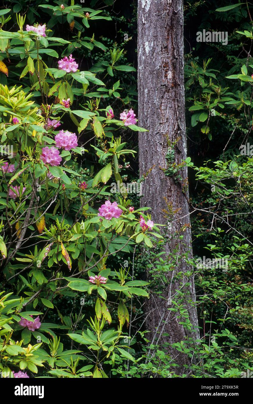 Pacific rhododendron (Rhododendron macrophyllum) along Sutton Creek Trail, Siuslaw National Forest, Oregon Stock Photo