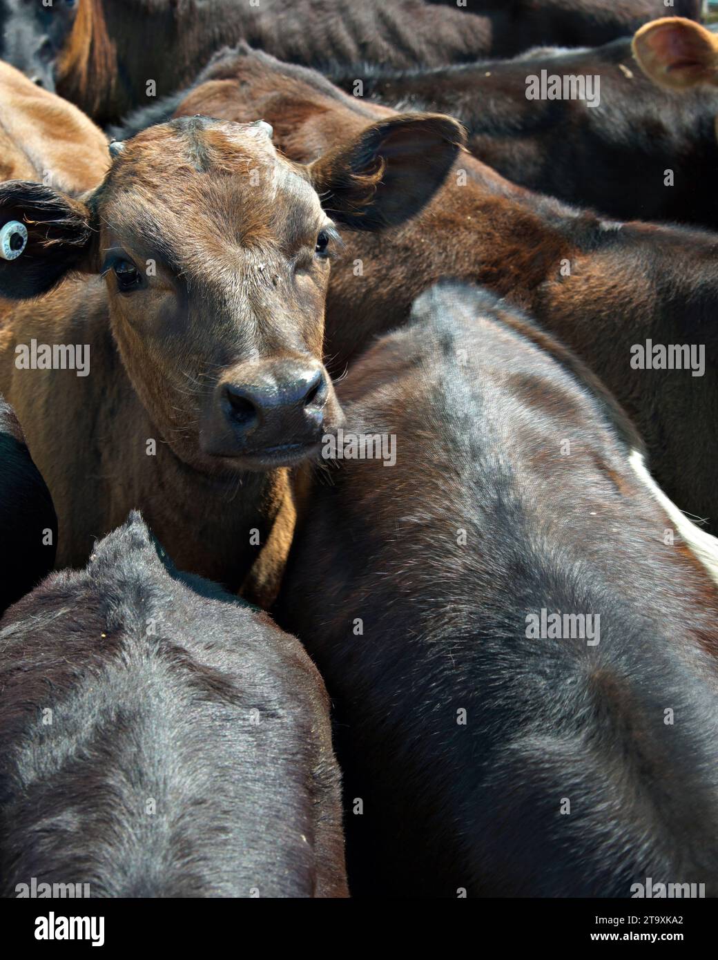 feedlot calves are all squashed together in a feed lot Stock Photo