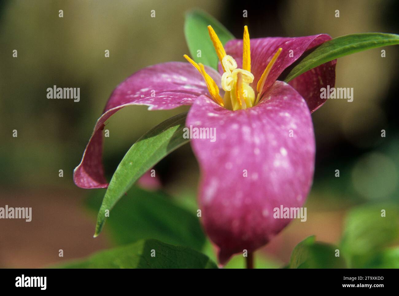 Western trillium (Trillium ovatum), Tryon Creek State Park, Oregon Stock Photo