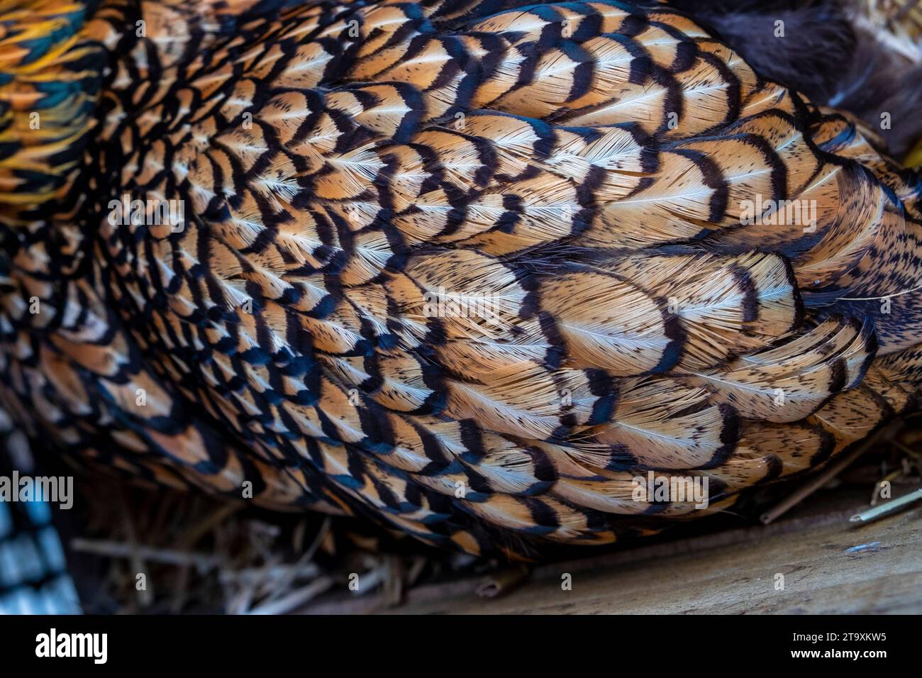 Double laced feather pattern of a domestic Wyandotte hen Stock Photo